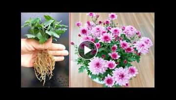 Instructions on how to propagate Violet Chrysanthemum very simple for beginners