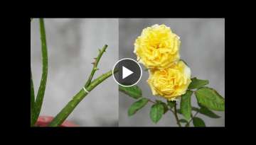 Propagate Plants Easily, Grafting Rose Branches With Aloe Vera Is Simple And Effective