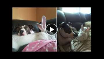 Pit Bull And Giant Rabbit Become Best Friends