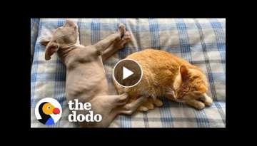 Blind Pittie Puppy Makes His Cat Brother And Family Whole Again | The Dodo