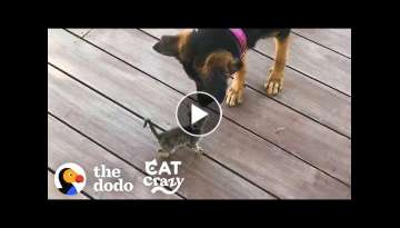 Stray Kitten Picks A Dog As Her Mom | The Dodo Cat Crazy