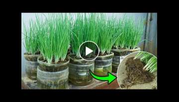 Surprising results when growing green onions from bulbs in plastic bottles