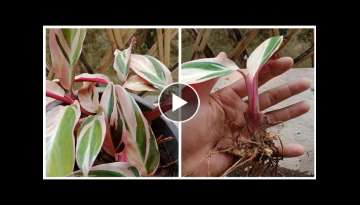 How To Divide Stromanthe Trioster Plant-How To Propagate Stromanthe Trioster Plant