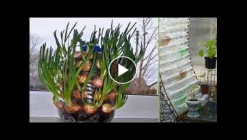 Growing fresh vegetables in plastic bottles, gardening, tips on growing herbs