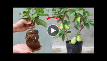 Tips for propagating guava trees by cuttings with Aloe vera for Beginner