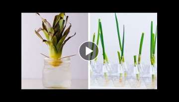 20 Gardening Hacks That Will Blow Your Mind! Easy DIYs and Life Hacks by Blossom