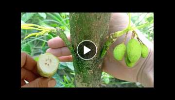 Best Natural Banana Hormone For Double Verity Grafting On One Mango Tree