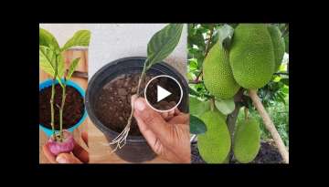 Jackfruit Growing From Small Cutting l Good method