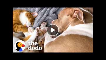 Kitten Comforts Pit Bull Who's Scared Of Baths | The Dodo Odd Couples